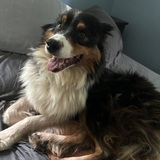 Entry image for Magnolia