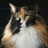 Entry image for Evie