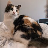 Entry image for Buttercup