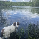 Entry image for Cinnamon 