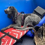 Entry image for Iris 