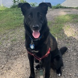 Entry image for "Laffy" (Lafayette Chili Dog)