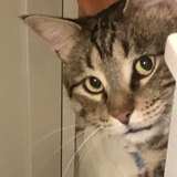 Entry image for Buster Browncat