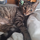 Entry image for Tabby-Oca