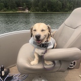 Entry image for Bowie