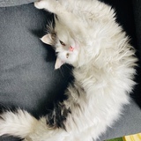 Entry image for Pika