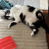 Entry image for Echo Bee