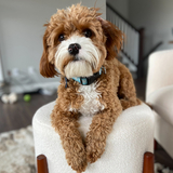 Entry image for Surly