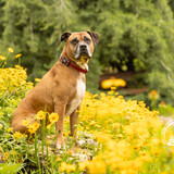 Entry image for Shiner