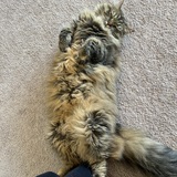 Entry image for Rhaenyra