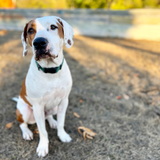 Entry image for Bruce