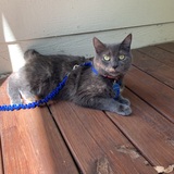 Entry image for Penelope