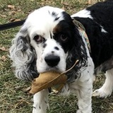 Entry image for Daisy 