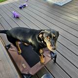 Entry image for Tyson