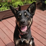 Entry image for Penelope Pretzel