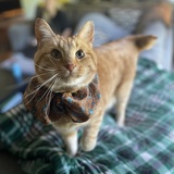 Entry image for Chuck