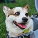 Entry image for Bandit