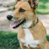 Entry image for Sasha