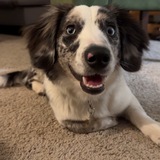 Entry image for Indigo