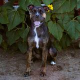 Entry image for Milo