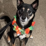 Entry image for Arya