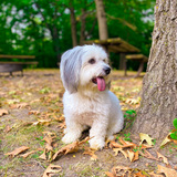 Entry image for Tank