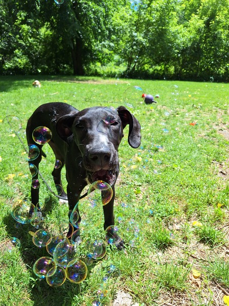 Entry image for Mabel. Clicking this image will show a larger photo