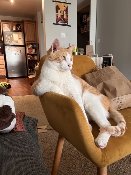 Entry image for Prince Lou. Clicking this image will show a larger photo