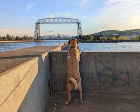 Entry image for Ridley. Clicking this image will show a larger photo