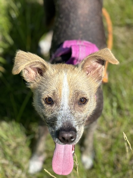 Entry image for Winnie . Clicking this image will show a larger photo