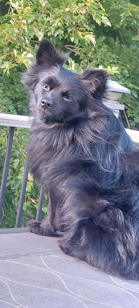 Entry image for Theodore . Clicking this image will show a larger photo