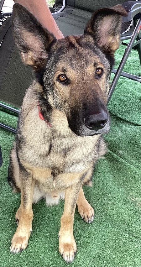 Entry image for Joker. Clicking this image will show a larger photo