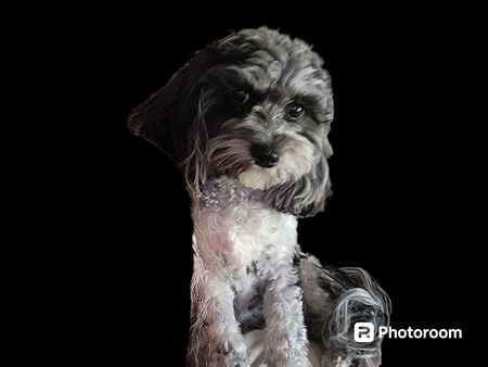 Entry image for Lacey. Clicking this image will show a larger photo