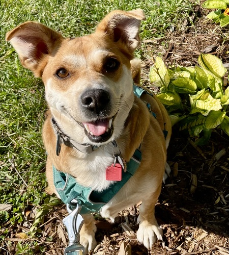 Entry image for Kira. Clicking this image will show a larger photo