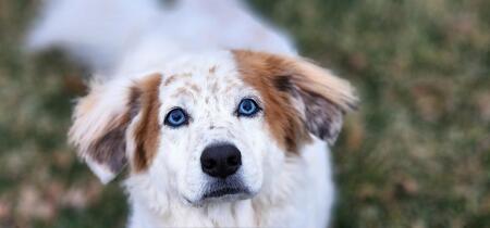 Entry image for Napoleon . Clicking this image will show a larger photo