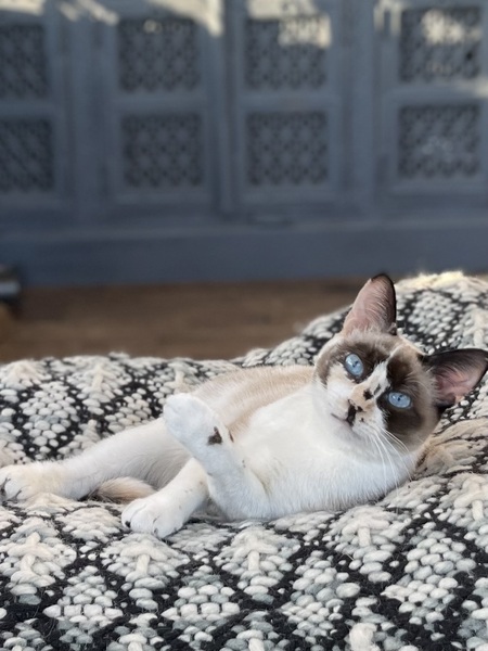 Entry image for Freya. Clicking this image will show a larger photo