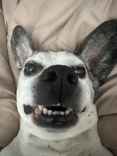 Entry image for Gunther. Clicking this image will show a larger photo