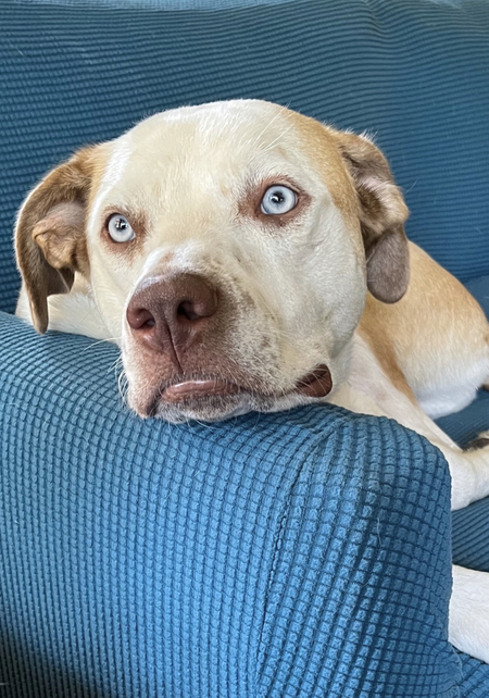 Entry image for Otis. Clicking this image will show a larger photo