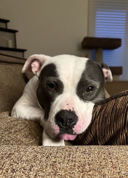 Entry image for Dani. Clicking this image will show a larger photo