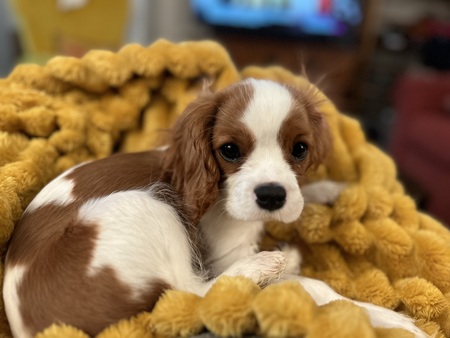 Entry image for Zevon. Clicking this image will show a larger photo