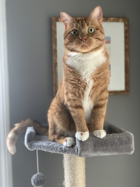 Entry image for Milo. Clicking this image will show a larger photo