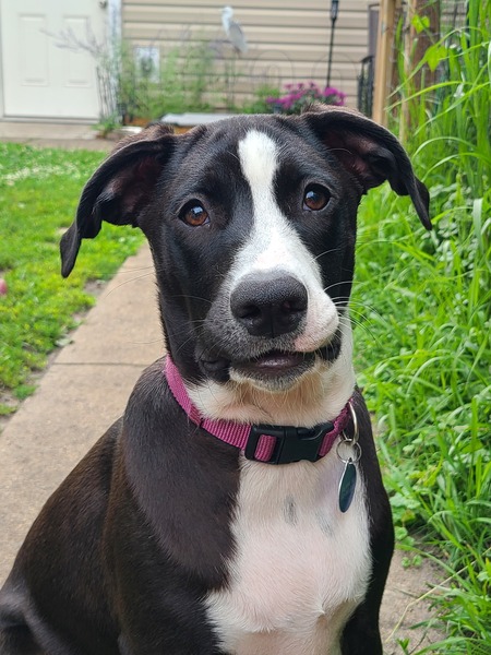 Entry image for Nellie. Clicking this image will show a larger photo