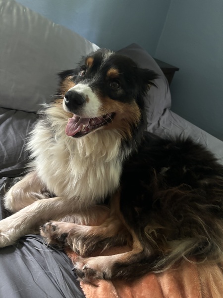 Entry image for Magnolia. Clicking this image will show a larger photo