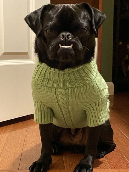 Entry image for Hooli. Clicking this image will show a larger photo