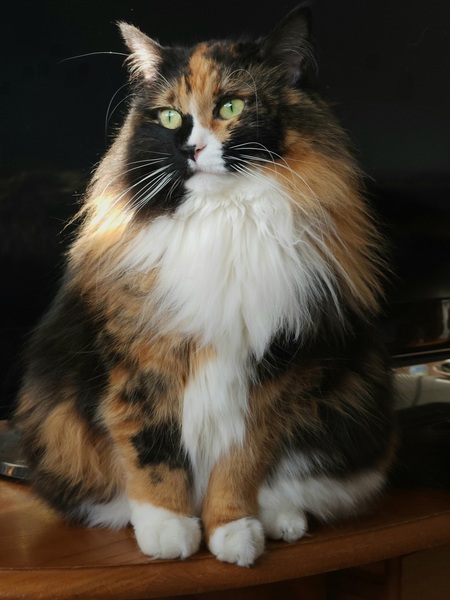 Evie