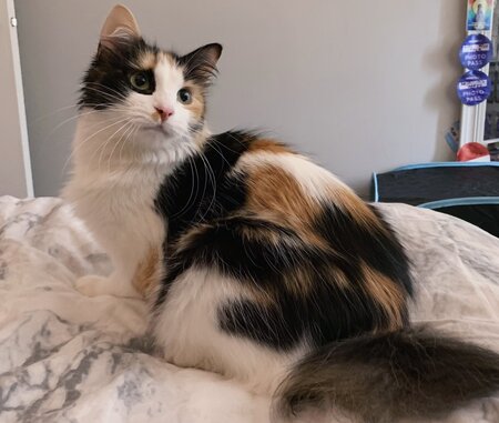 Entry image for Buttercup. Clicking this image will show a larger photo