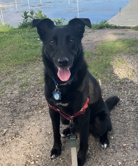 Entry image for "Laffy" (Lafayette Chili Dog). Clicking this image will show a larger photo