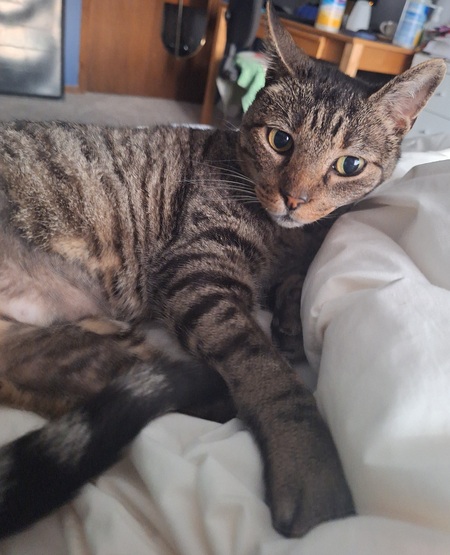 Tabby-Oca