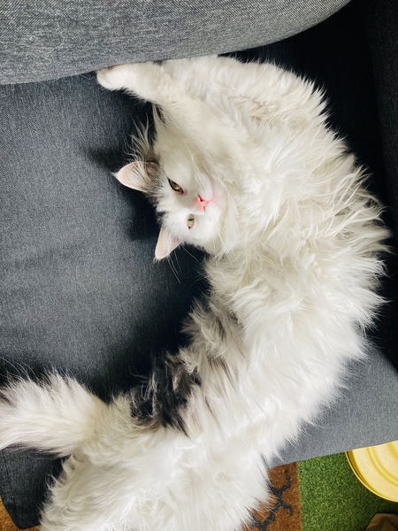 Entry image for Pika. Clicking this image will show a larger photo