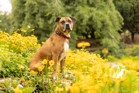 Entry image for Shiner. Clicking this image will show a larger photo